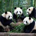 Four giant pandas are eating bamboo in the bamboo forest.