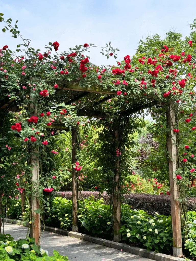 Discover the Sichuan Giant Panda Base 15 Panda Base Rose Garden Western Restaurant Rose Corridor