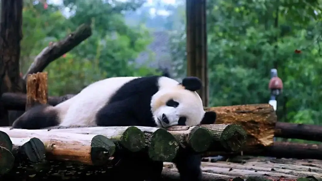 Discover the Sichuan Giant Panda Base 3 Adult giant pandas lying on tree beds to sleep