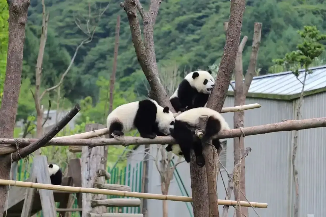 Discover the Sichuan Giant Panda Base 4 Three little pandas playfully climb onto a tree stump.
